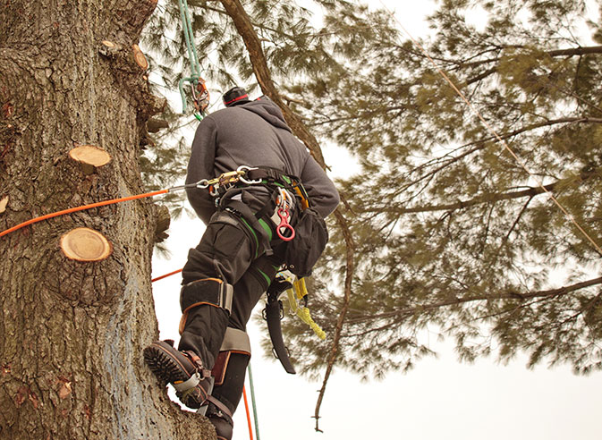 Bert's Tree Service Corp. employee trimming a tree