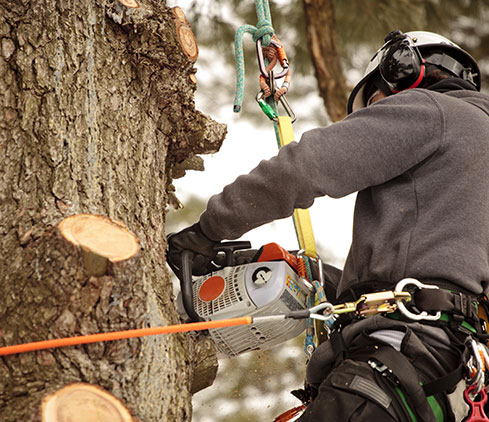 Bert's Tree Service Corp. employee cutting a tree down