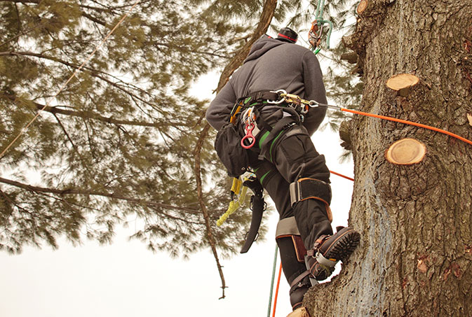 Bert's Tree Service Corp. employee trimming a tree