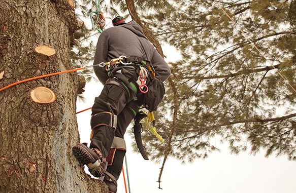man cutting tree